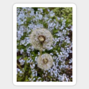 Dandelion Sticker